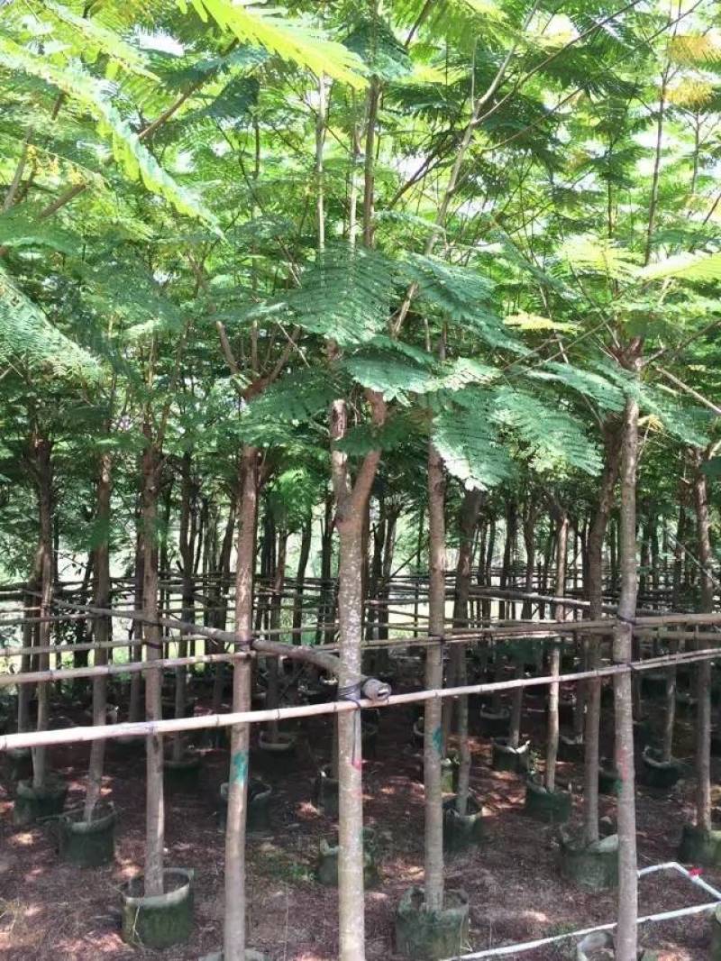 凤凰木大量自家袋苗5-30分截杆骨架全冠均有详细来电咨询