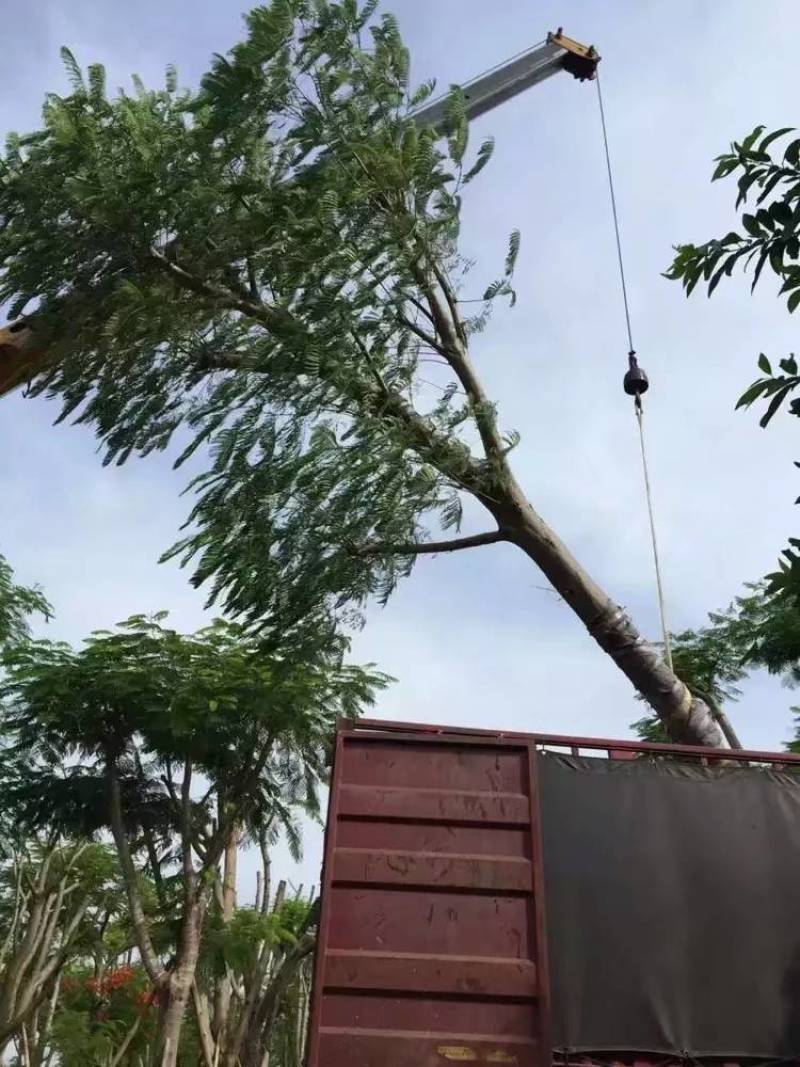 凤凰木大量自家袋苗5-30分截杆骨架全冠均有详细来电咨询
