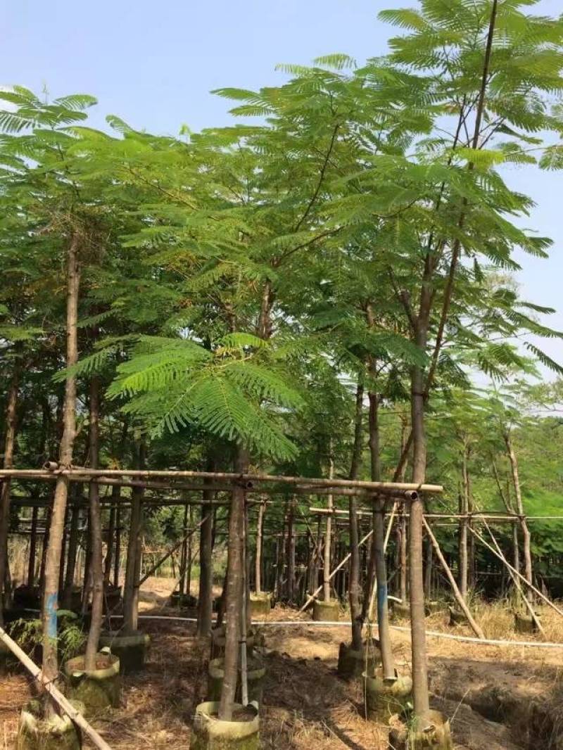 凤凰木大量自家袋苗5-30分截杆骨架全冠均有详细来电咨询