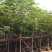 凤凰木大量自家袋苗5-30分截杆骨架全冠均有详细来电咨询