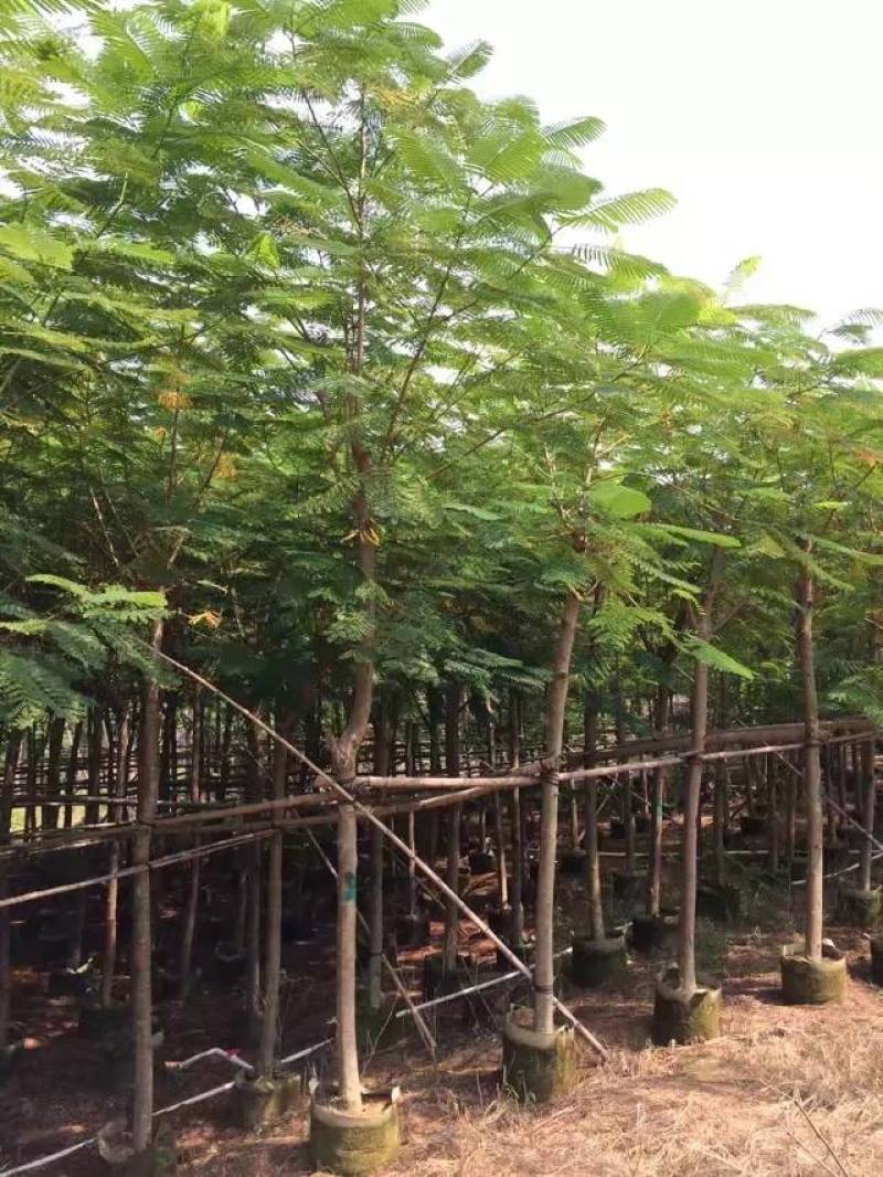 凤凰木大量自家袋苗5-30分截杆骨架全冠均有详细来电咨询
