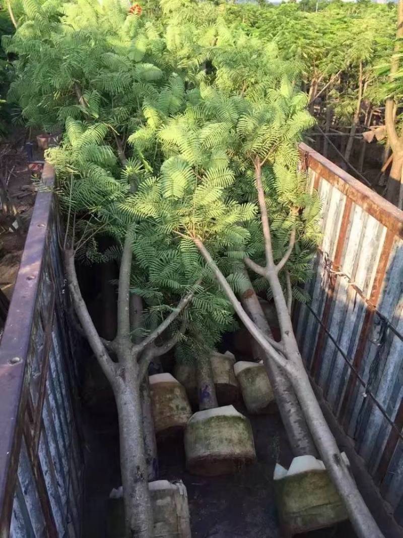 凤凰木大量自家袋苗5-30分截杆骨架全冠均有详细来电咨询