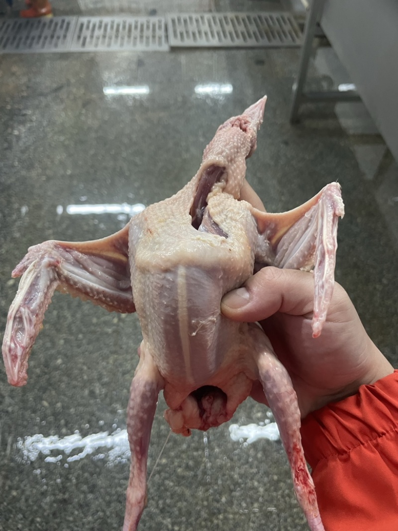 6两，鲜鸽，冰鲜鸽