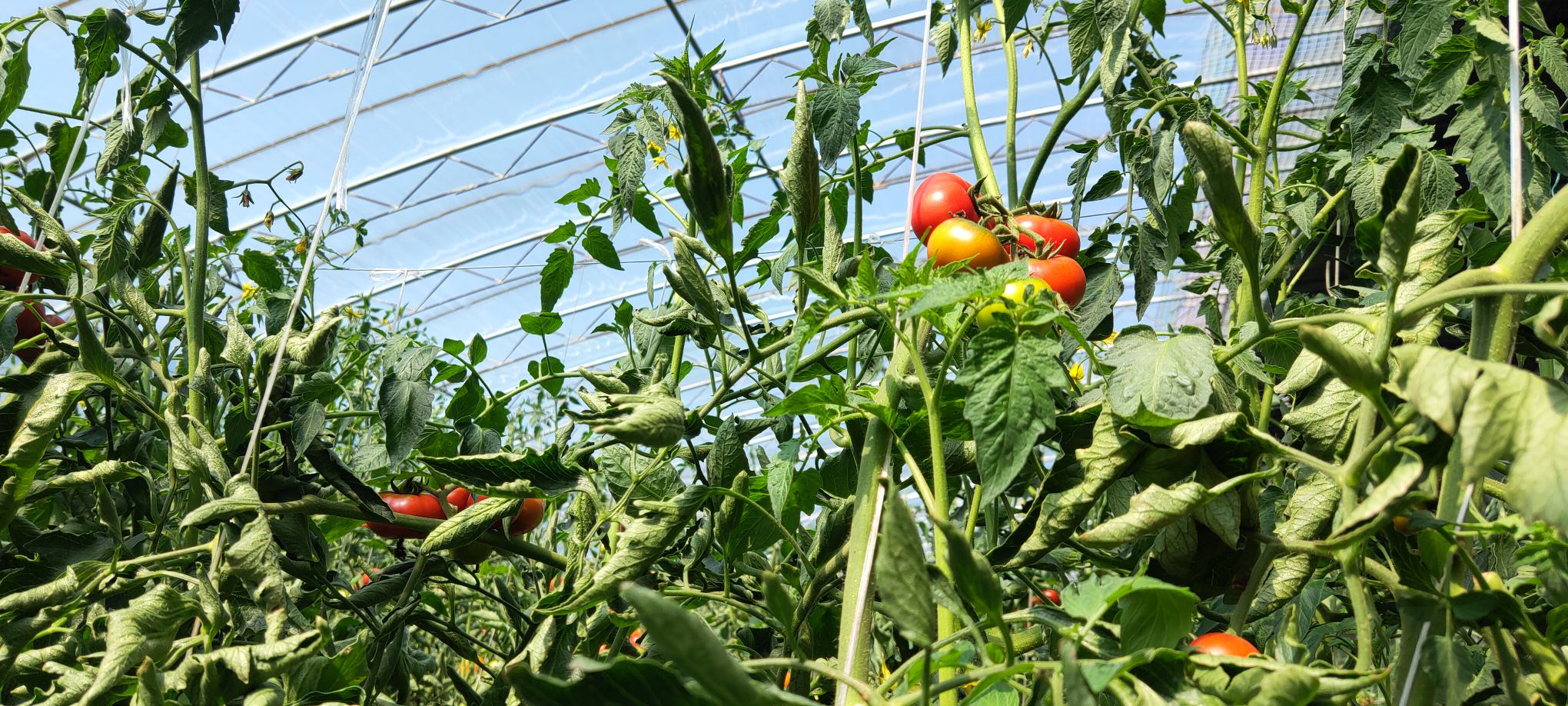 铁皮西红柿种植基地实景图