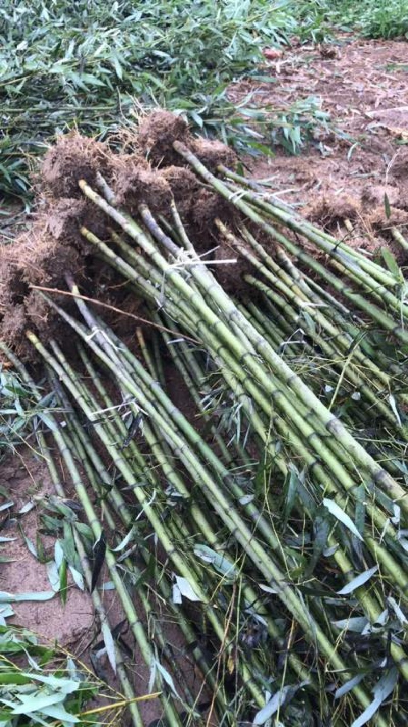 青竹苗金镶玉竹苗全部基地现挖现卖量大提供发票