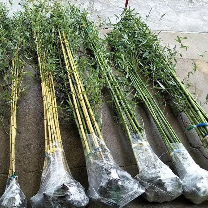 青竹苗金镶玉竹苗全部基地现挖现卖量大提供发票