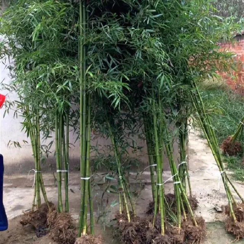 青竹苗金镶玉竹苗全部基地现挖现卖量大提供发票