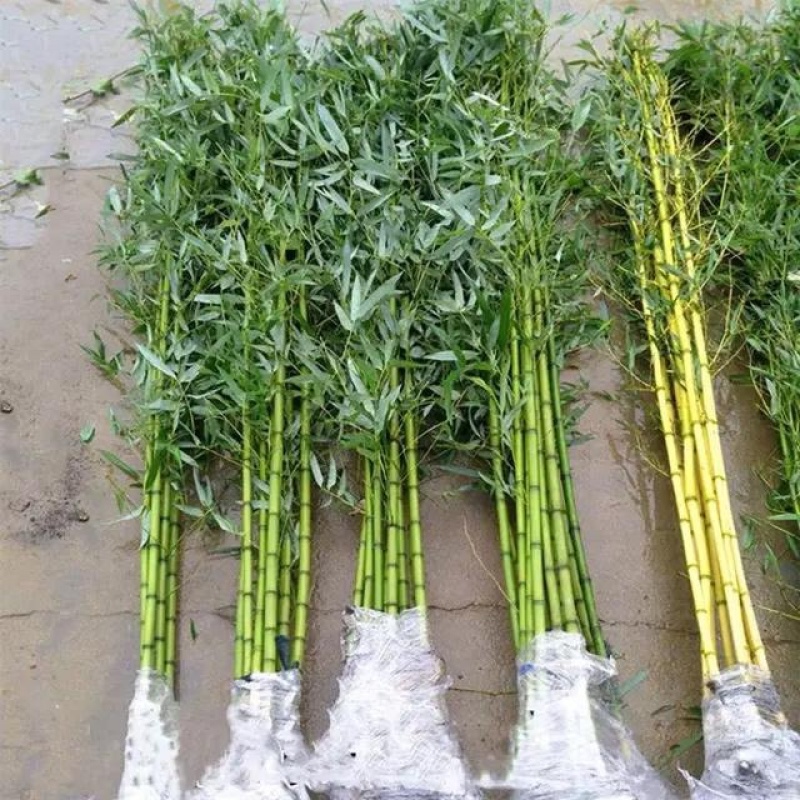 青竹苗金镶玉竹苗全部基地现挖现卖量大提供发票