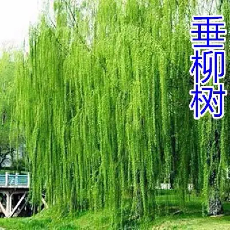 柳树苗规格齐全全部基地直销现挖现卖