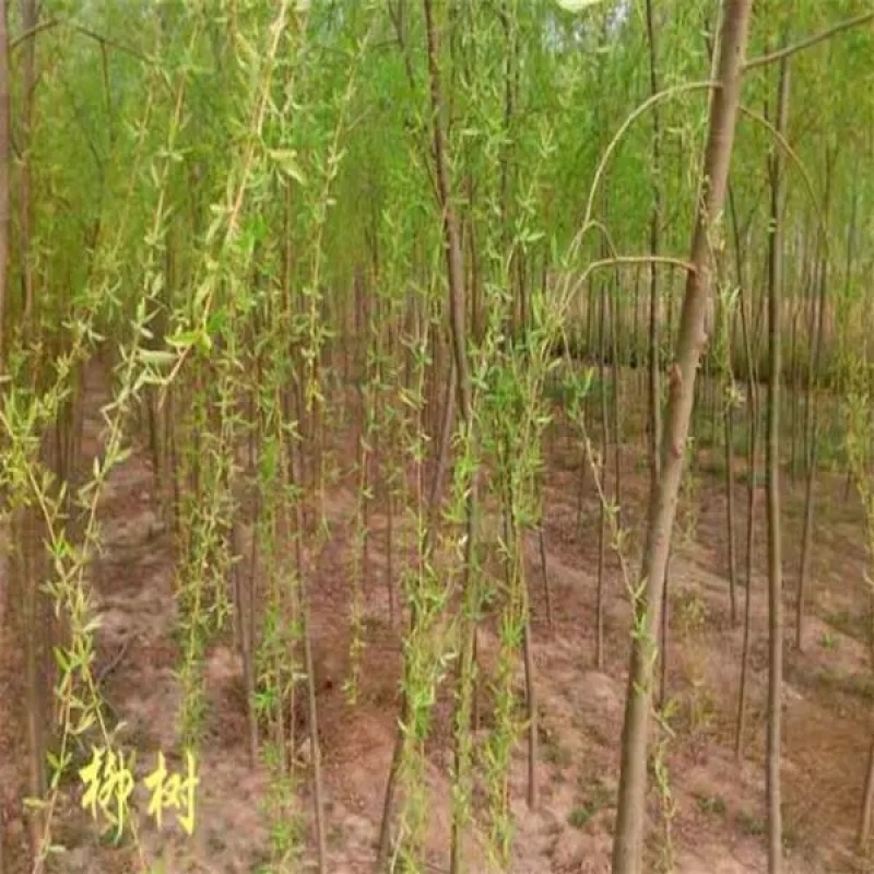 柳树苗规格齐全全部基地直销现挖现卖