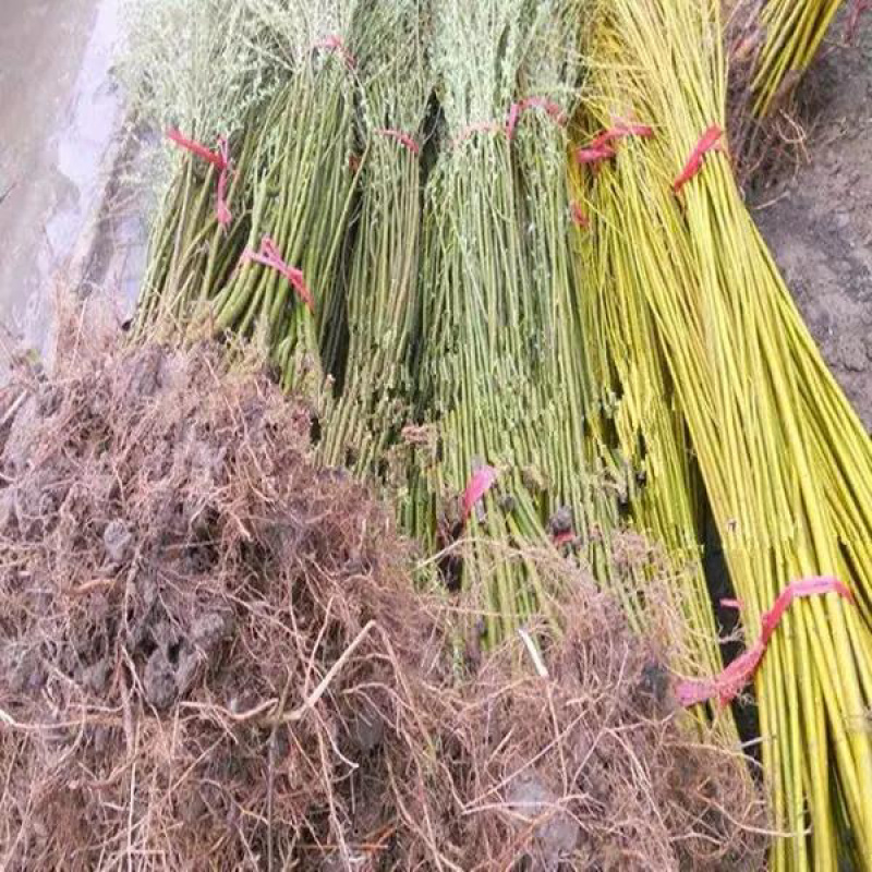 柳树苗规格齐全全部基地直销现挖现卖