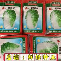 南京绿领夏阳50大白菜生长期45-50天耐热抗病性优