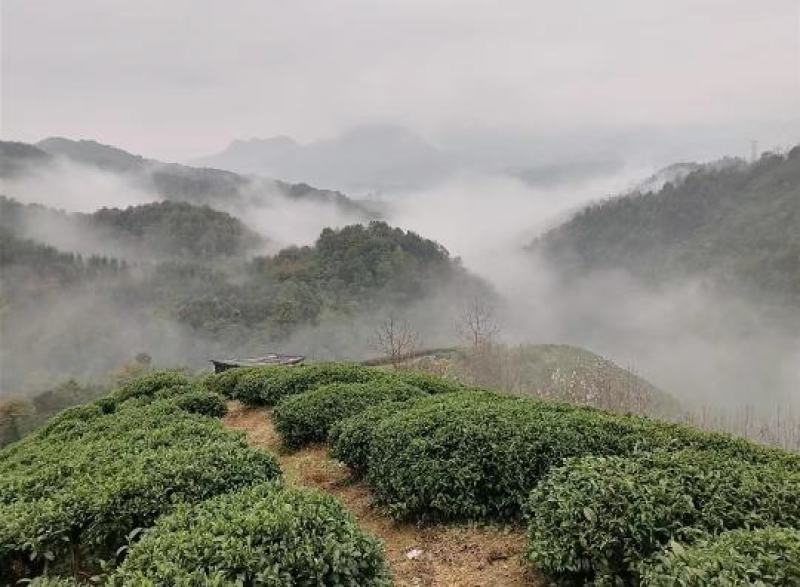 高山云雾红茶/云雾绿茶昭平绿茶高山人工采摘欢迎下单