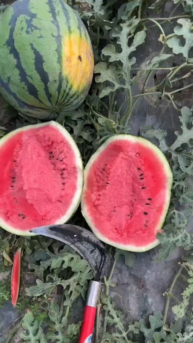 陕西蒲城甜王西瓜有籽甜王无籽甜王西瓜包售后对接全国