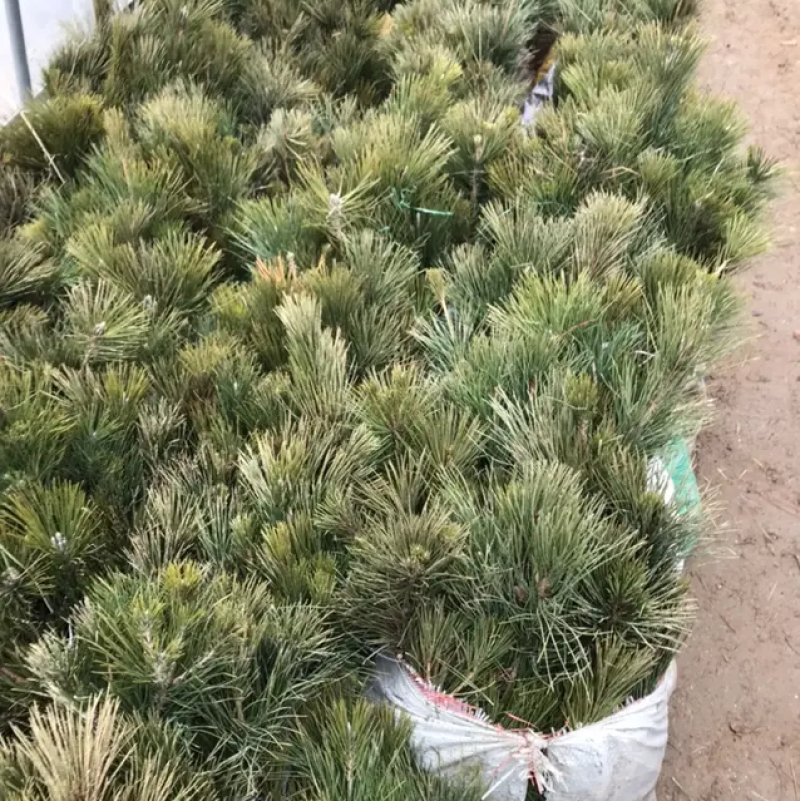 黑松苗免费包邮提供造型样品基地直销量大提供发票