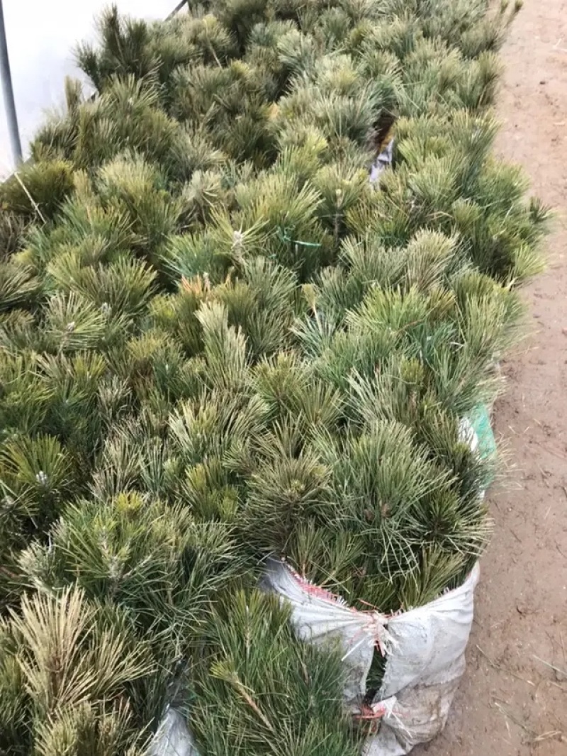 黑松苗免费包邮提供造型样品基地直销量大提供发票