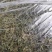 野生一支箭