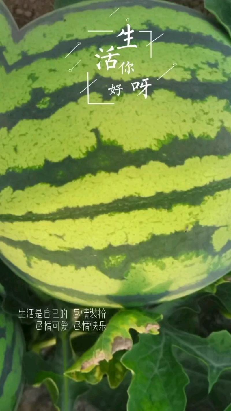 夏宝西瓜