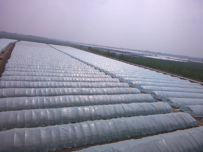 安徽蚌埠怀远精品无籽美都二十万斤可大量供货成熟度好耐运输