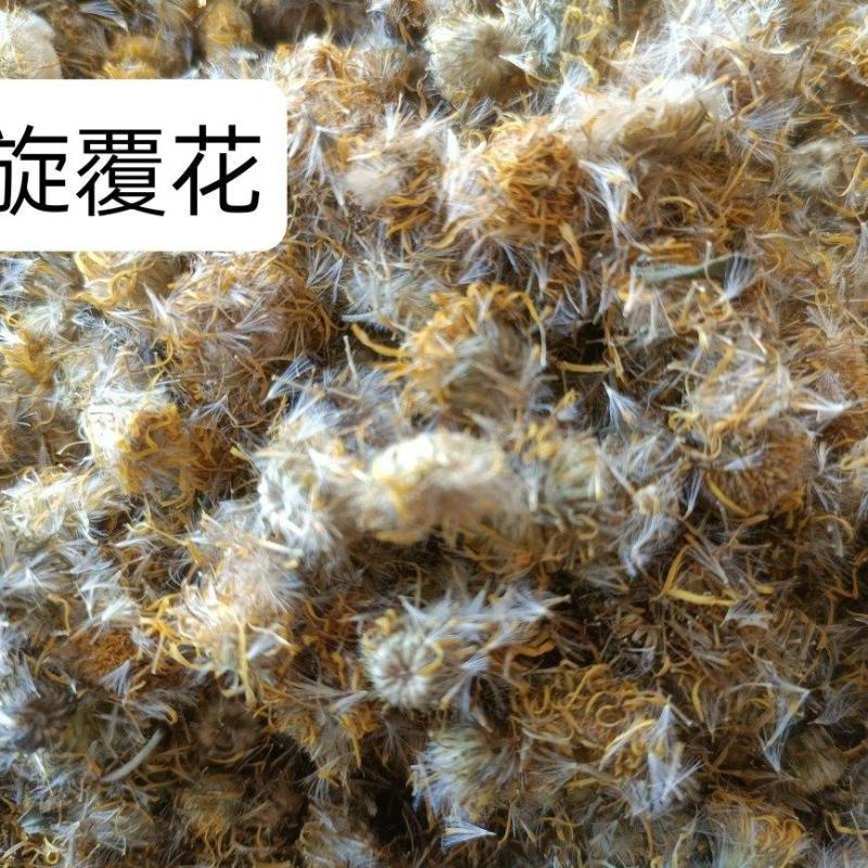 野生云南高品质旋复花旋覆花中药材批发金钱菊
