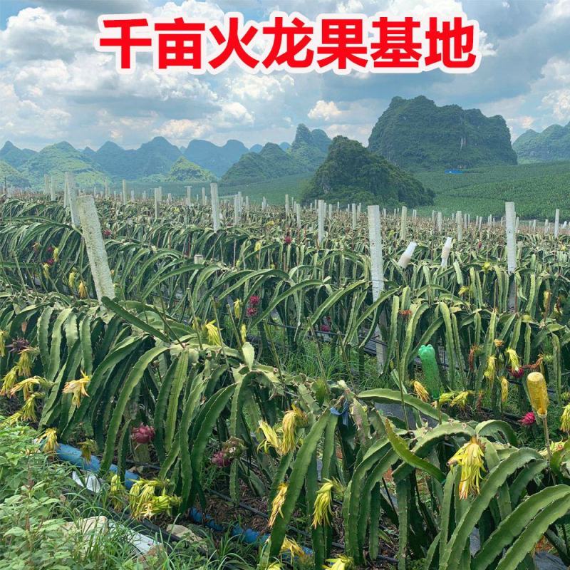 【精品】红心火龙果超甜新鲜应季热带水果金都一号一件代发
