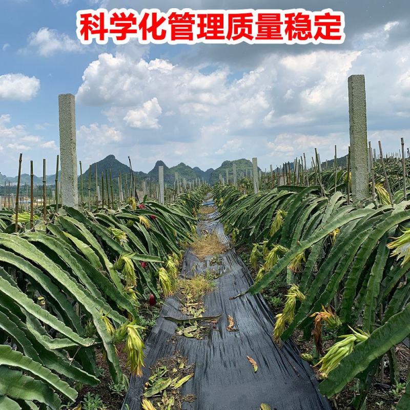 【精品】红心火龙果超甜新鲜应季热带水果金都一号一件代发