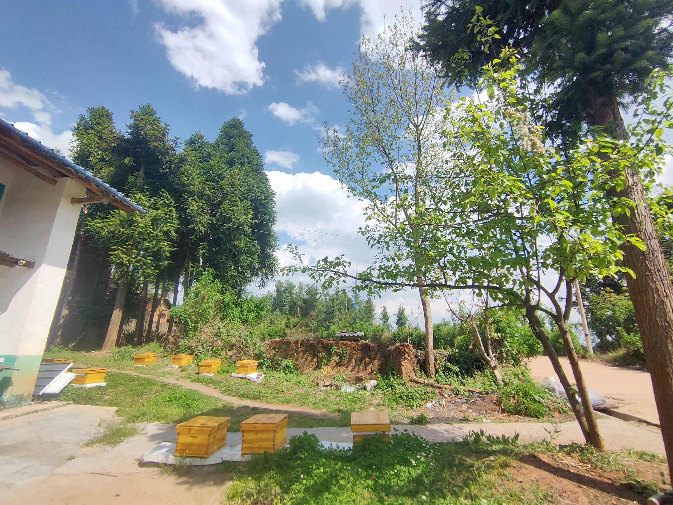 长白山蜂农正在采集椴树蜂蜜