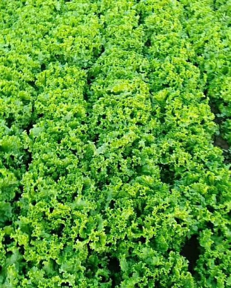 花叶生菜