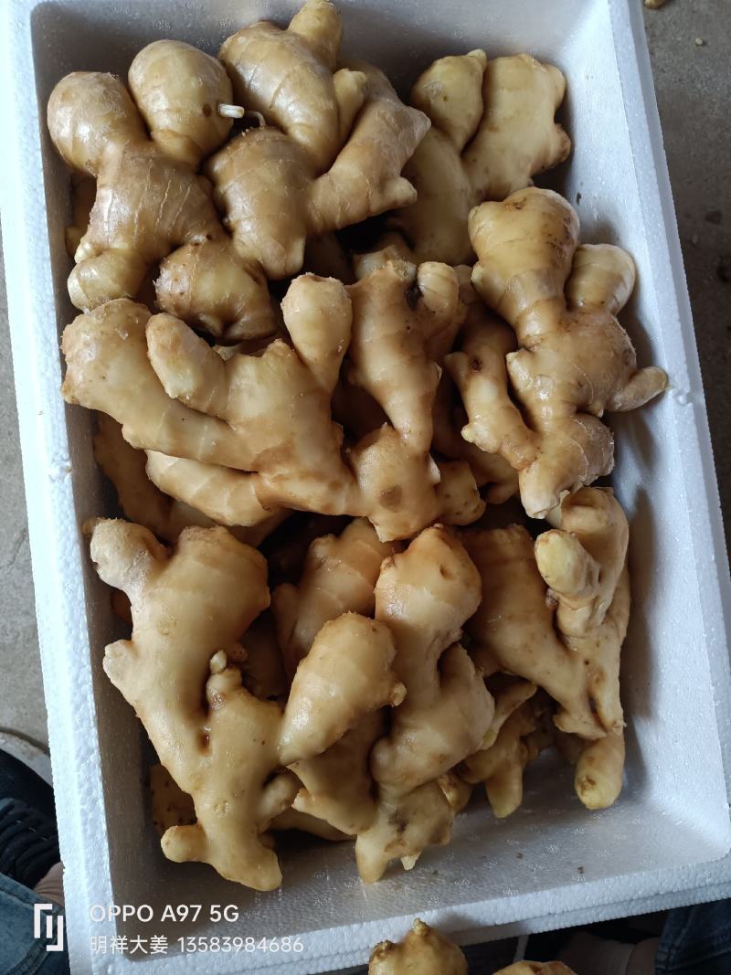 山东沂强生姜