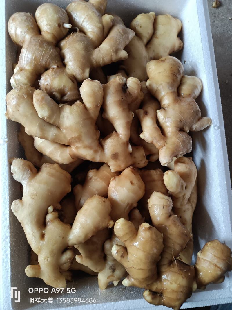 山东沂强生姜