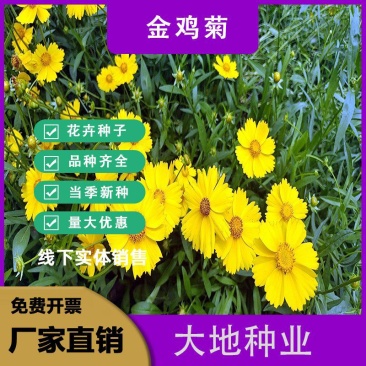 大花金鸡菊种子多年生宿根纯黄色菊花种籽四季播种耐旱耐