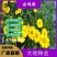 大花金鸡菊种子多年生宿根纯黄色菊花种籽四季播种耐旱耐