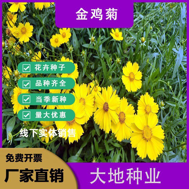 大花金鸡菊种子多年生宿根纯黄色菊花种籽四季播种耐旱耐