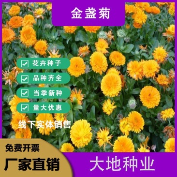 金盏菊种子,金盏花种子,四季易种花种子景观花海易种花卉