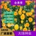 金盏菊种子,金盏花种子,四季易种花种子景观花海易种花卉