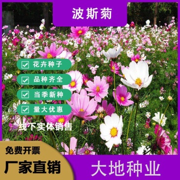 波斯菊格桑花种子籽易活阳台庭院花卉波斯菊种子绿化室外耐热