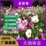 波斯菊格桑花种子籽易活阳台庭院花卉波斯菊种子绿化室外耐热