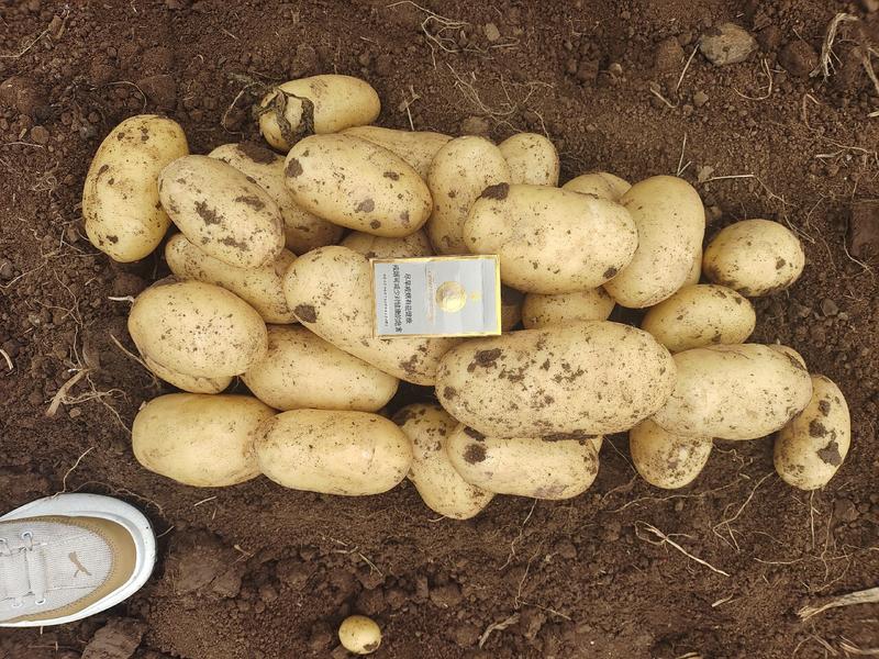 河南万亩基地土豆大量上市品种齐全量大从优