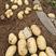 河南万亩基地土豆大量上市品种齐全量大从优