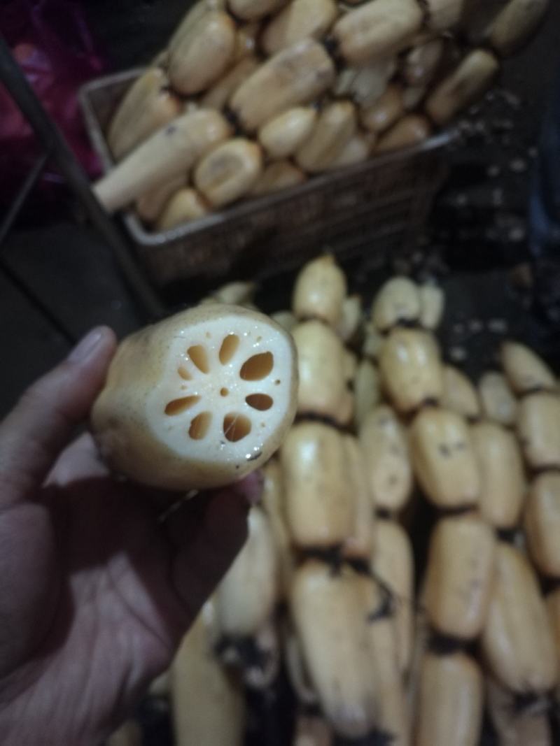 优质莲藕(成都区域配送)