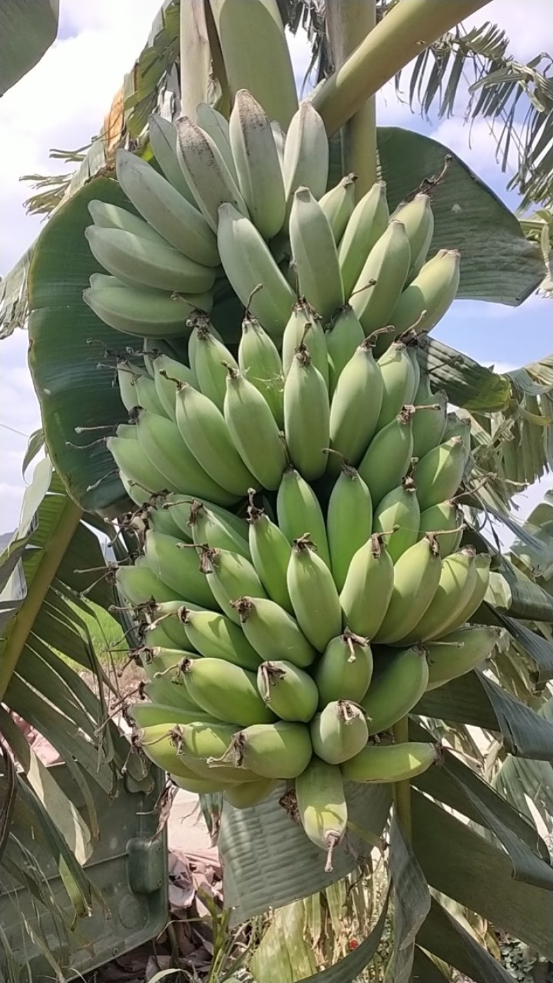 海南香蕉