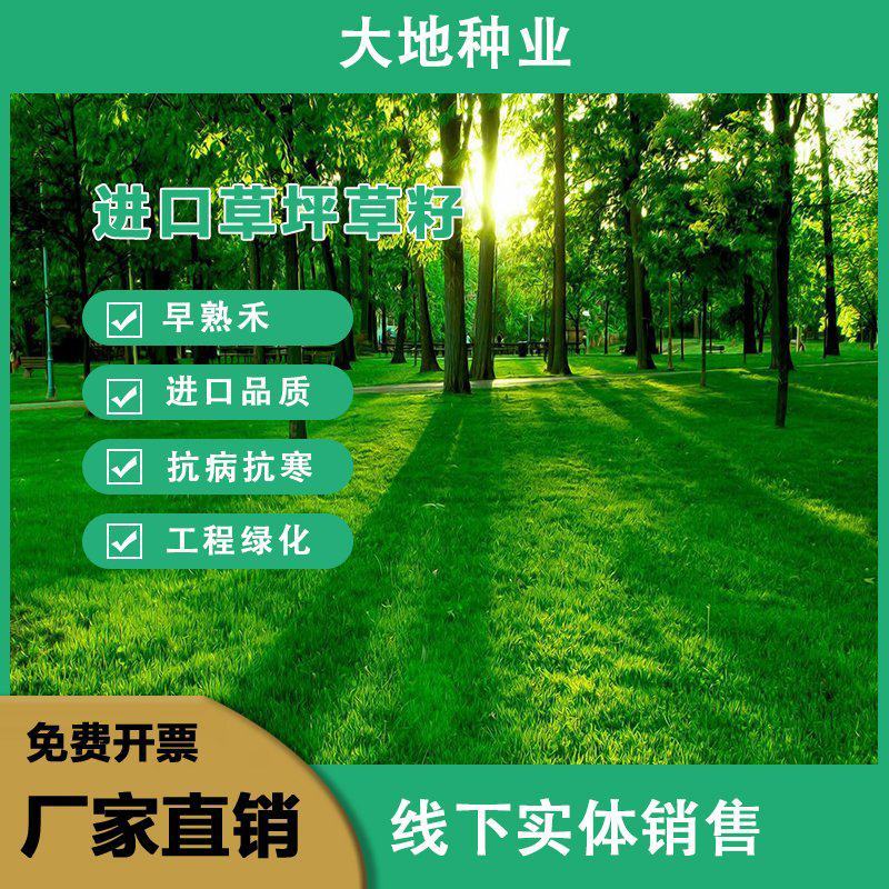 早熟禾草坪草籽，四季常青庭院绿化地毯草种子草皮籽草坪种子