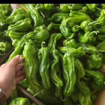 辣椒