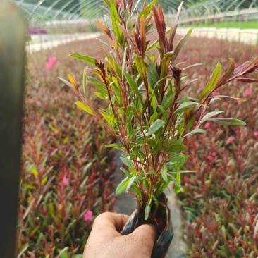宜良天成林苗圃大量提供及配送小袋及维盆山桃草