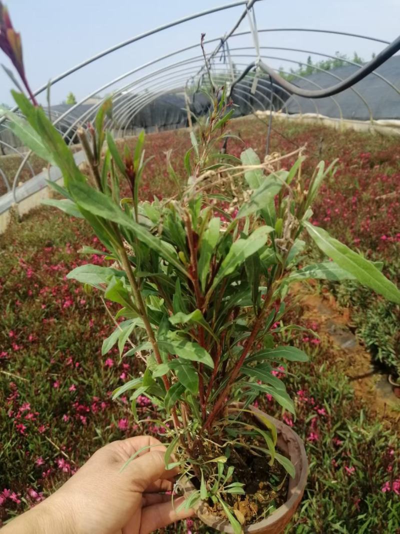 宜良天成林苗圃大量提供及配送小袋及维盆山桃草