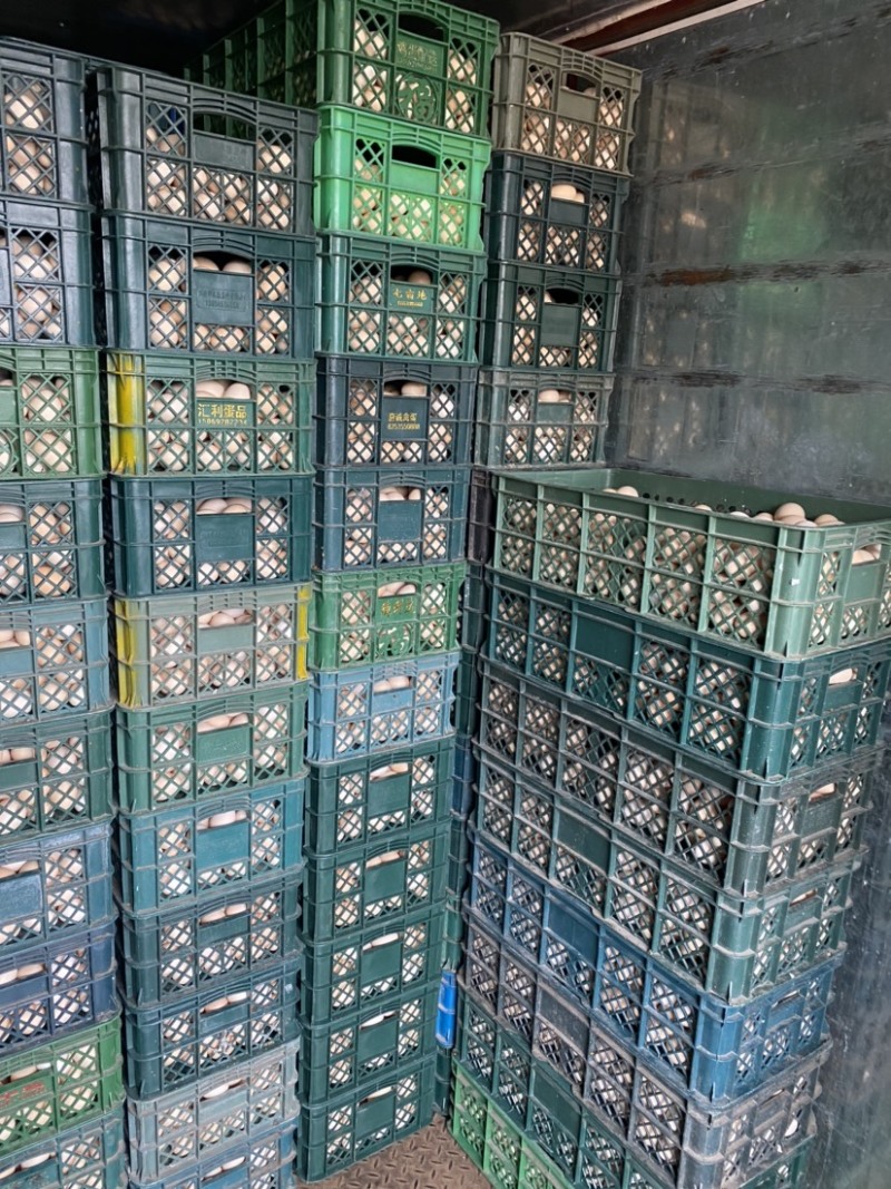粉蛋批发红蛋批发