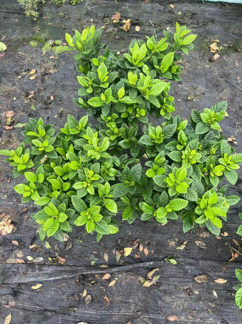 反季节160小叶栀子花