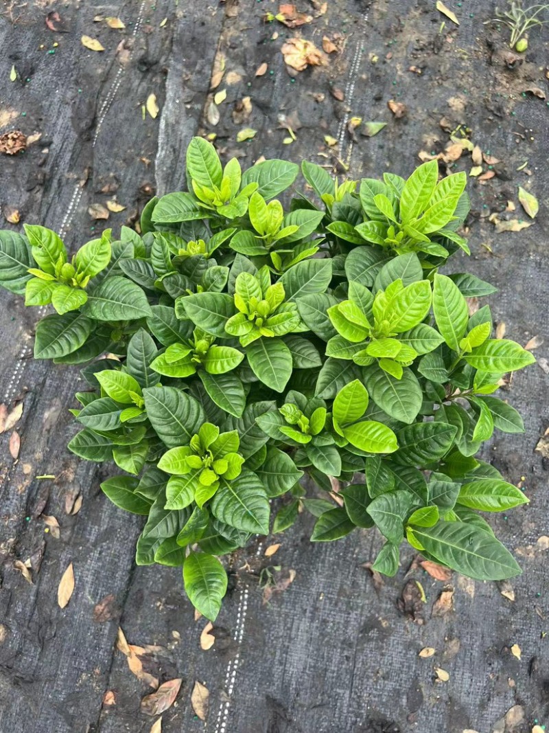 反季节160小叶栀子花
