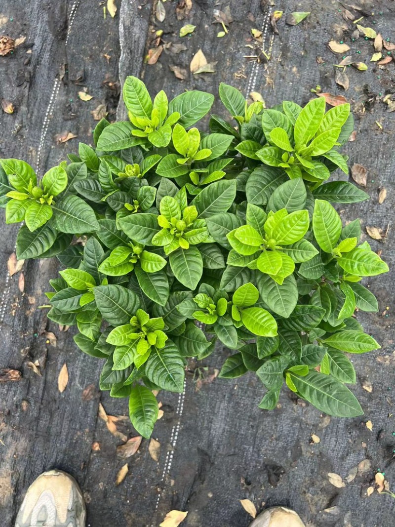 反季节160小叶栀子花