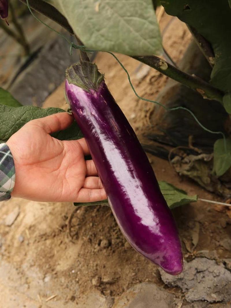 紫茄子产地直供一手货源现摘现发保质保量欢迎订购